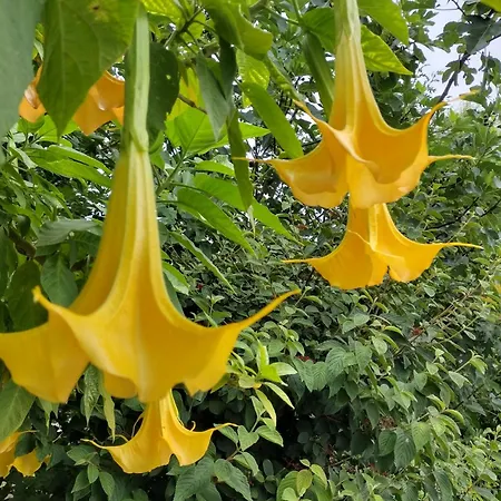 Casa Na Serra 홈스테이 테라스 드 부로