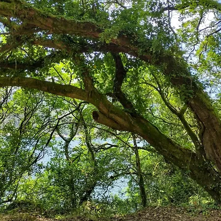 Casa Na Serra 테라스 드 부로