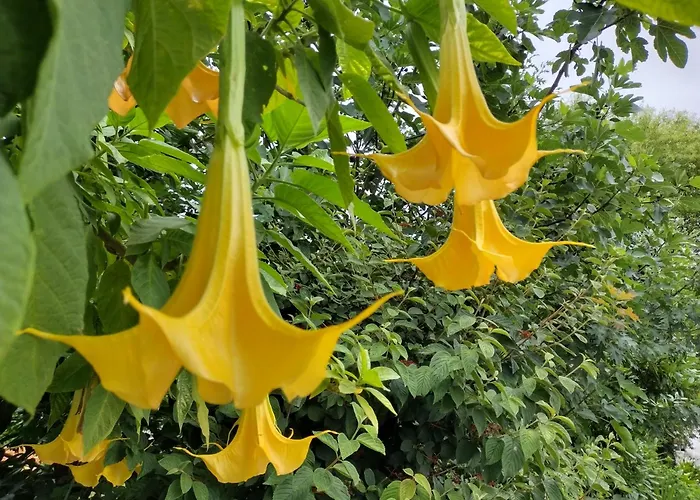 Casa Na Serra 홈스테이 테라스 드 부로