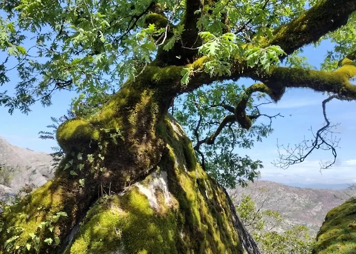 Casa Na Serra Проживание в семье Терраш-ди-Бору